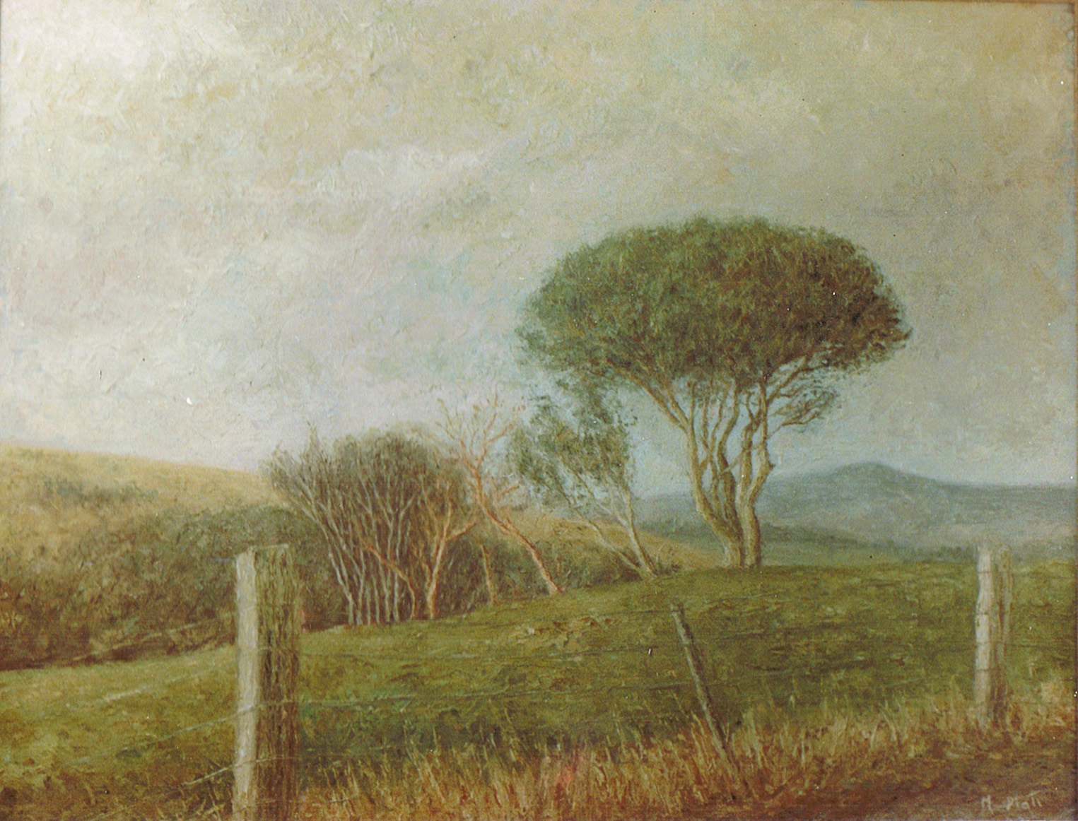 Waitati Tree